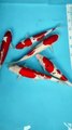 Kohaku Sanke Koi Fish