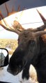 Wild Moose Encounter Near Grand Teton