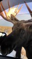 Wild Moose Encounter Near Grand Teton