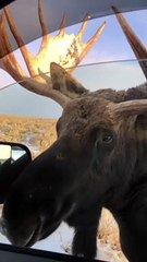 Wild Moose Encounter Near Grand Teton