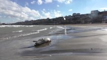 Hazar Denizi kıyısına vuran ölü foklar görüntülendi