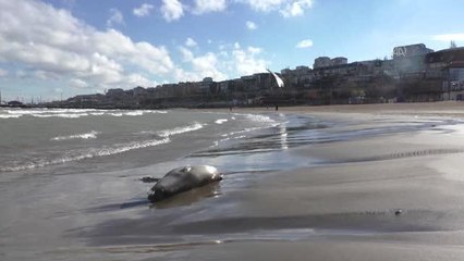 Hazar Denizi kıyısına vuran ölü foklar görüntülendi