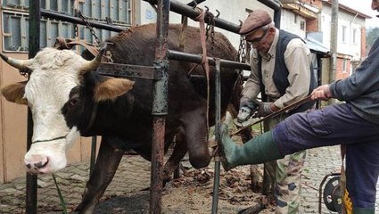Bursa'da bir vatandaş, ineklere pedikür yaparak süt veriminin arttığını ileri sürdü