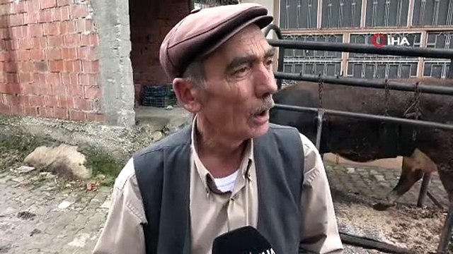 İneklere yapılan manikür pedikür verimi arttırdı