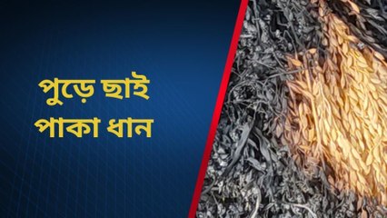 ভাতার: ধানে আগুন! এক রাতে নিঃস্ব চাষী