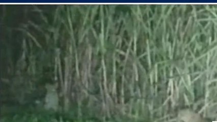 बिजनौर:गन्ने के खेत में दिखे दो गुलदार,ग्रामीण ने वीडियो बनाकर की वायरल