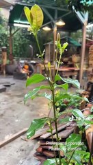 Ev Yapımı Dumansız Soba