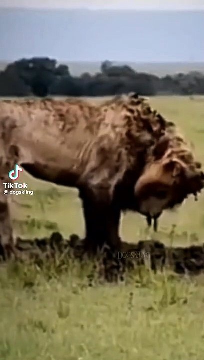 Aslan Kendi Mezarını Kazıyor