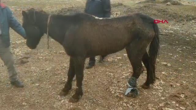 KIRILAN AYAĞI AMPUTE EDİLEN AT, EMEKLİ HAYVANLAR ÇİFTLİĞİ'NDE YAŞAMINI SÜRDÜRECEK