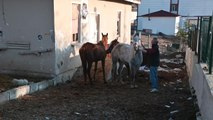 Yozgat'ta Okul Bahçesinde Kurulan Çiftlikte Öğrenciler Binicilik Eğitimi Alıyor