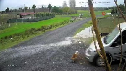 Arnavutköy'de dehşet anları kamerada...Çarptığı köpeği ezip geçti