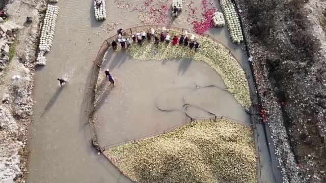 Soğuk suda yıkanan tescilli turp, kadınların istihdam kapısı oluyor