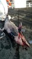 Sarıyer'de denizden ölü yunus balığı çıkartıldı