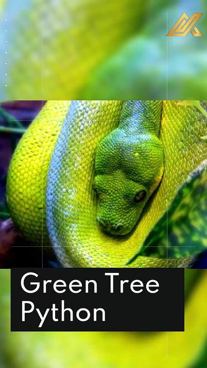 13 Most Beautiful Snakes in the World #shorts