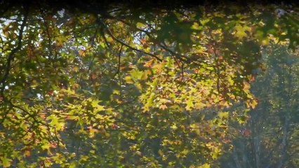 Ein Hundeleben mit Bill Farmer Staffel 1 Folge 7 HD Deutsch