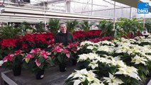 4/5 : les poinsettias, les étoiles de Noël