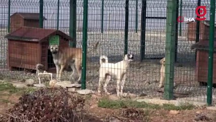 Siirt’te çöp konteynerine atılan 9 köpek yavrusu ve anneleri koruma altında