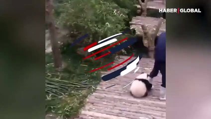 Bakıcısını bir türlü rahat bırakmayan panda güldürdü