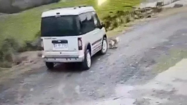 Köpeğini ararken güvenlik kamerası görüntüleriyle şoke oldu