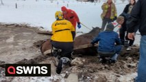 Dramatic footage shows community team up to rescue four horses that fell through ice into freezing pond
