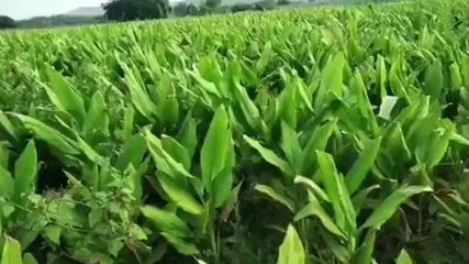 నిర్మల్: 6421.68 ఎకరాల్లో పసుపు సాగు.. అత్యధికంగా ఇక్కడే..!