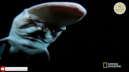 8 hewan purba yg masih hidup di dunia