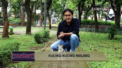 Pelaku  Tega Menyiksa dan Membunuh Kucing, Apakah Bisa Dijerat Pidana? - TARGET