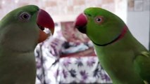 Parrot Kissing and Laughing tota video