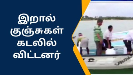 ராமநாதபுரம்:இறால் குஞ்சுகள் கடலில் விட்ட அதிகாரிகள் !