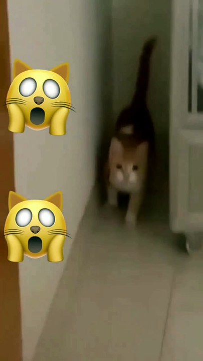 Video Funny 519