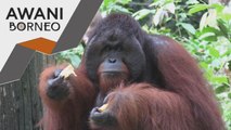 Haiwan Terancam | Kajian kemas kini populasi semasa orang utan