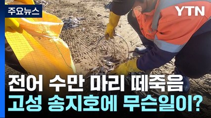 고성 송지호서 전어 수만 마리 떼죽음..."용존산소 부족 추정" / YTN
