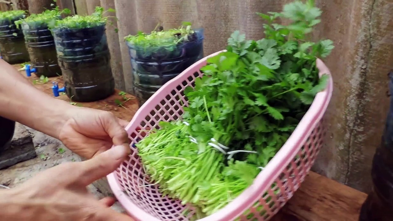 Using water to grow coriander at home