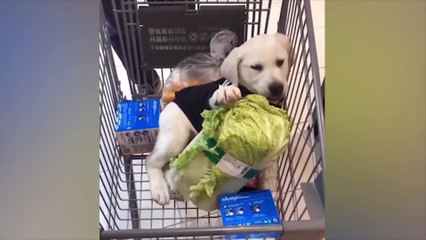 가장 재미있는 동물들  고양이와 개와 함께하는 즐거움 2022  LA #115