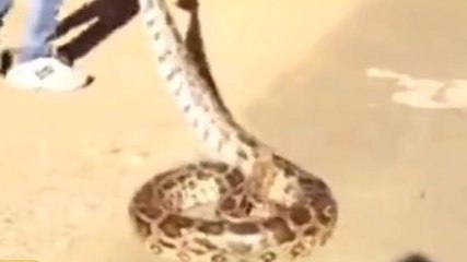 नर्मदापुरम :इटारसी के समीप नयापुरा गांव में 12 फीट लंबे अजगर का सुरक्षित रेस्क्यू किया