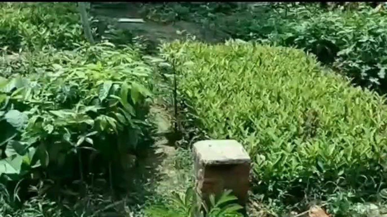 बक्सर: हर गांव में छाएगी हरियाली, जीविका दीदी ने की तैयारी