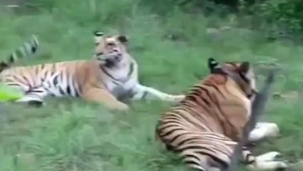 शिवपुरी : माधव राष्ट्रीय उद्यान का होगा विस्तार, रणथंभौर से आ सकेंगे बाघ