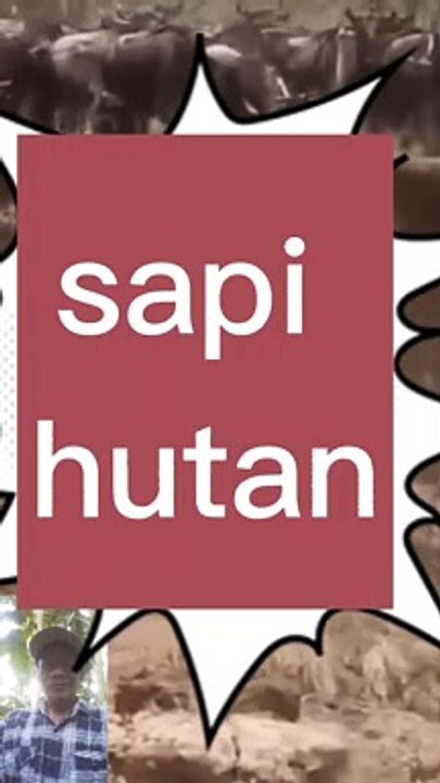 Sapi,kerbau hutan