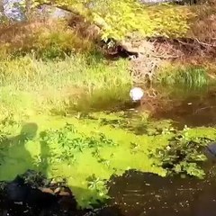 big fish eat other animales