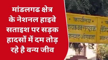 मांडलगढ: सड़क हादसों में दम तोड़ रहे वन्य जीव, कहां हुई पैंथर की मौत..देखें खबर