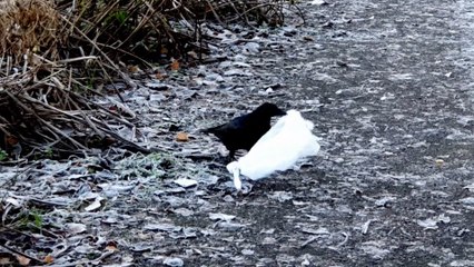 Wintry conditions in Glasgow's Queen Park as the temperature drops throughout Scotland