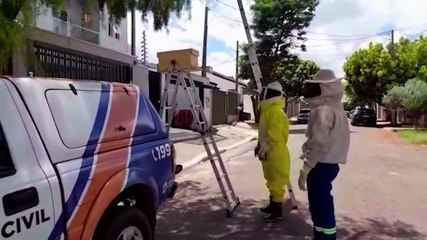 Enxame de abelhas é retirado pela Defesa Civil no Bairro Canadá
