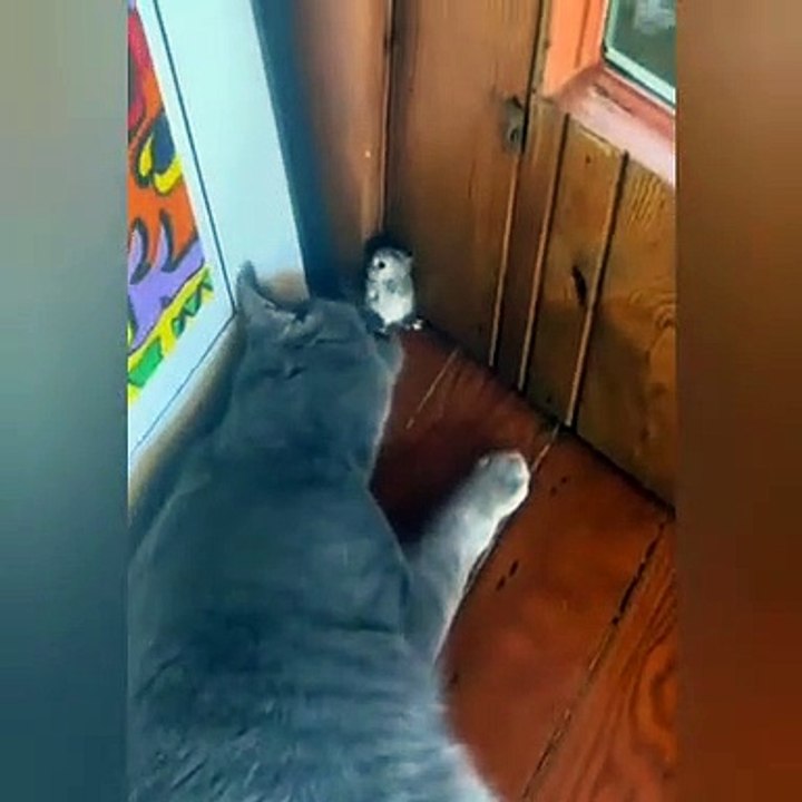 Kedinin köşeye sıkıştırdığı farenin şaşırtan çığlıkları!