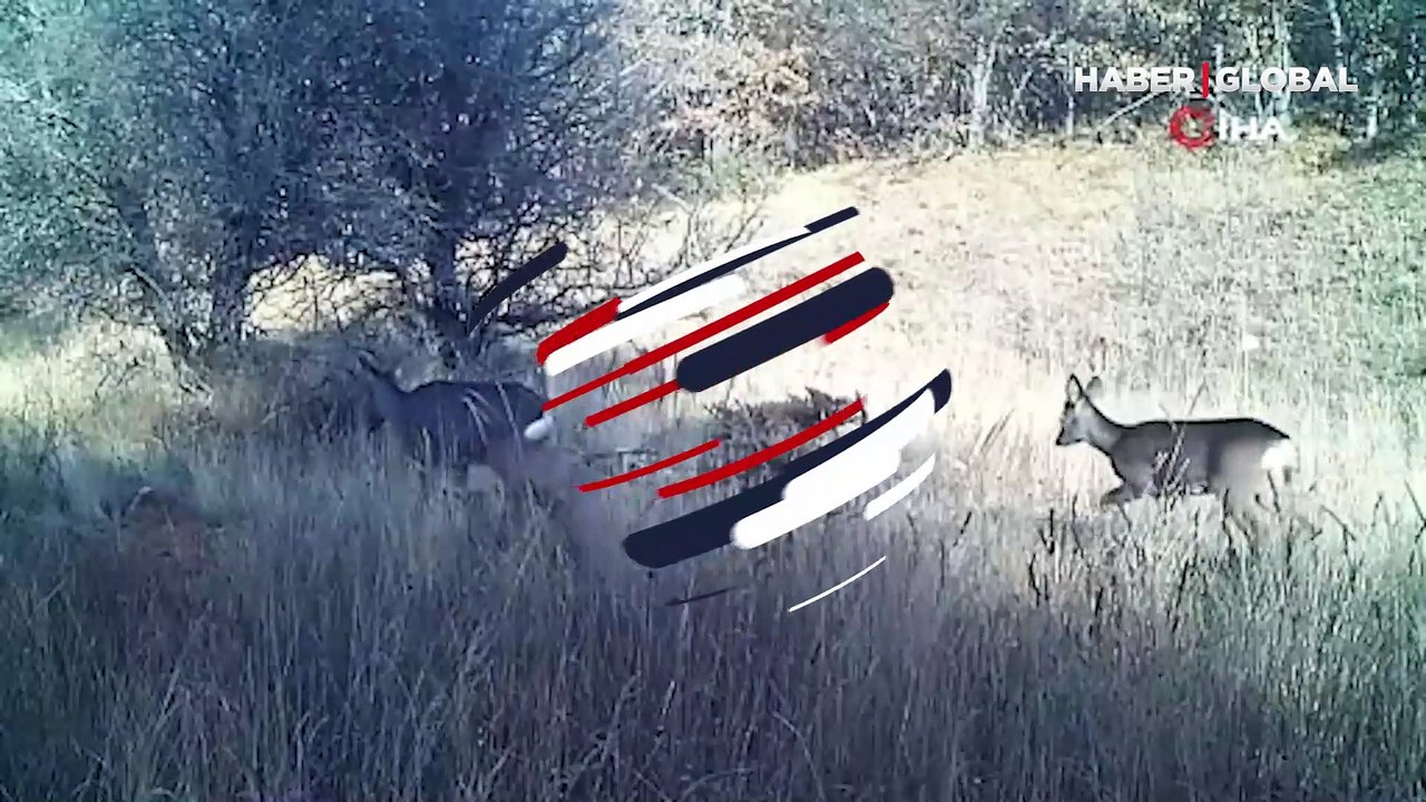 Yaban hayatı fotokapana vaşak, karaca, tilki, kurt ve domuz böyle yansıdı