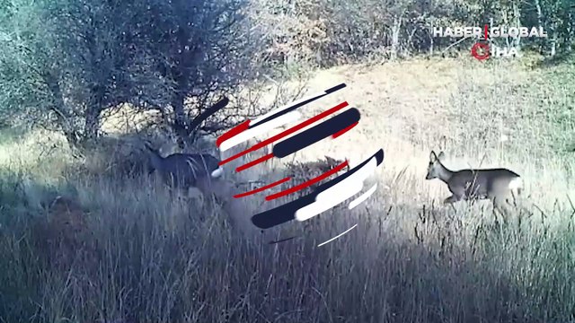 Yaban hayatı fotokapana vaşak, karaca, tilki, kurt ve domuz böyle yansıdı