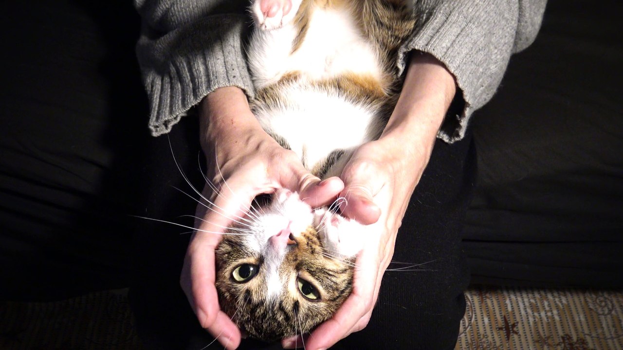 Adorable Cat Purrs on My Lap video Dailymotion