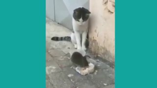 Funny animal videos  | Cat And Dog Funny Cute videos,