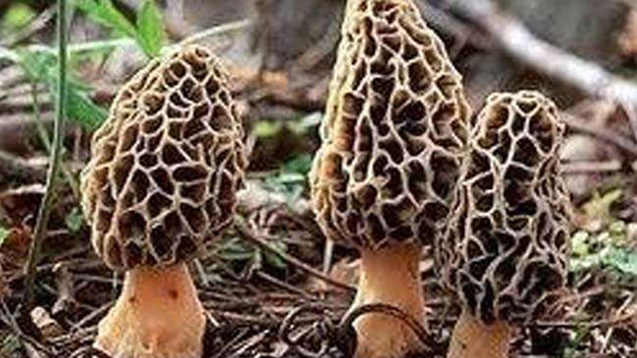 गुच्छी मशरूम क्या है, Guchhi Mushroom Price जानकर उड़ेंगे होश | Boldsky *Lifestyle