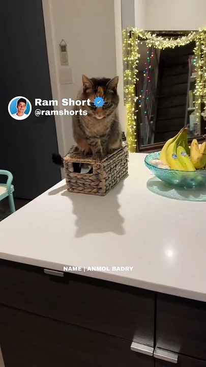 Hungry Cat | Ram Shorts   #ramshorts #shorts