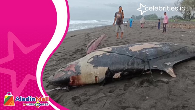 Paus Terdampar di Pantai Bugel dengan Tubuh Penuh Luka, Begini Kondisinya